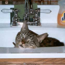 Cats in Sinks