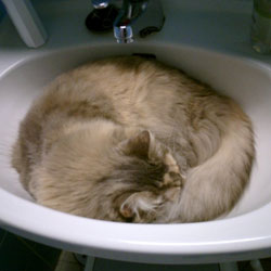 Cats in Sinks