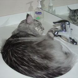 Cats in Sinks