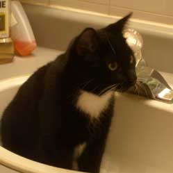 Cats in Sinks