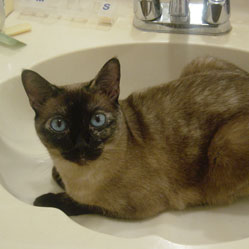 Cats in Sinks