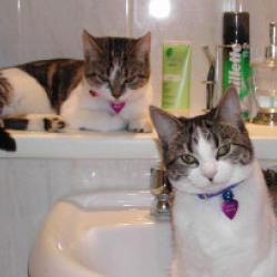 Cats in Sinks