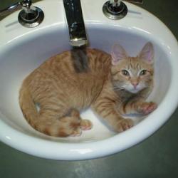 Cats in Sinks