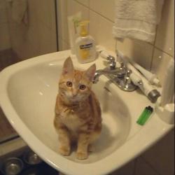 Cats in Sinks