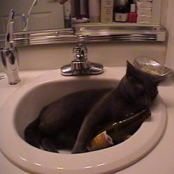 Cats in Sinks