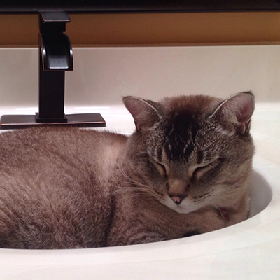 Cats in Sinks