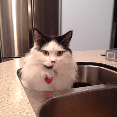 Cats in Sinks